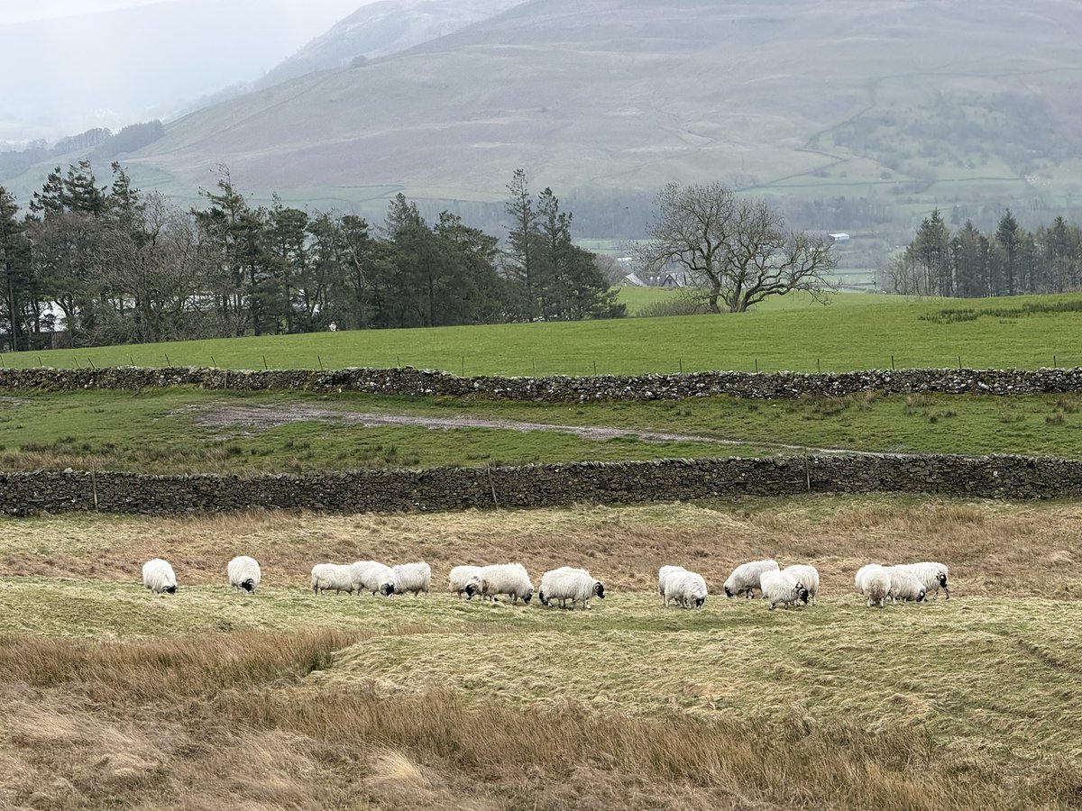 Alison O’Neill ~ Shepherdess tweet media