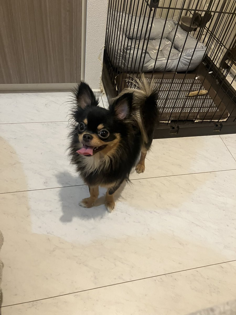 ぽめにゃんだう〜❕💖 tweet media