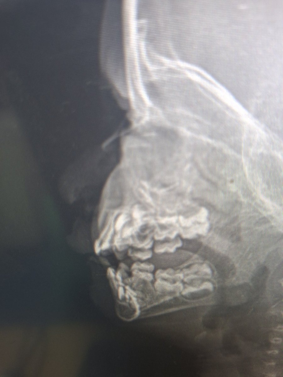 Samar Almasri • سمر tweet media