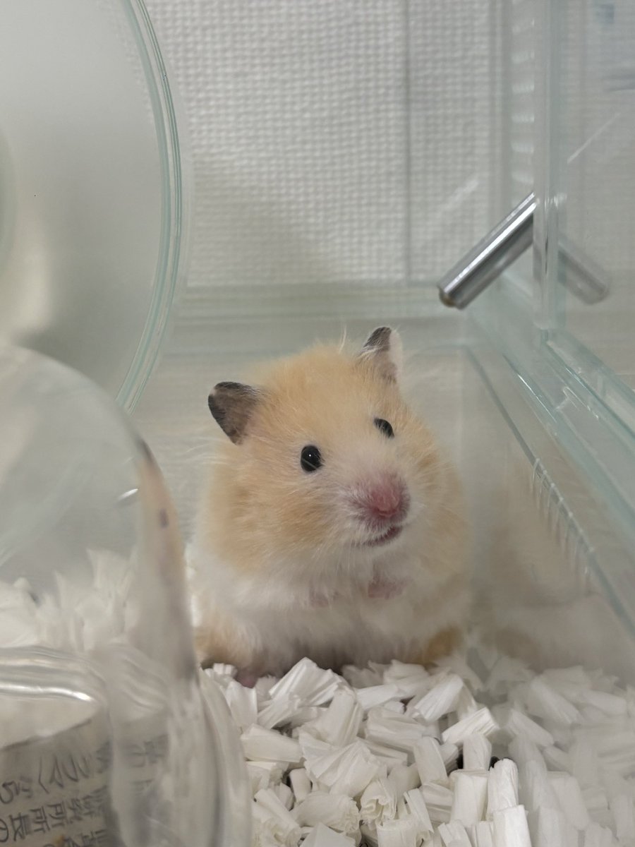 hamupotofu's tweet photo. 5代目ハムスターポトフちゃん🐹🎀

ハウス、遊び場サークル、おもちゃ×2を破壊したおてんば娘❤︎

#ハムスター
#ゴールデンハムスター
#カラーハムスター https://t.co/SVvXho1mRw
