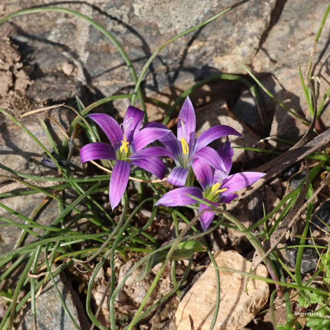 biosylvestris's tweet photo. Los 𝗳𝗮𝗹𝘀𝗼𝘀 𝗮𝘇𝗮𝗳𝗿𝗮𝗻𝗲𝘀 suelen pertenecen al género 𝘙𝘰𝘮𝘶𝘭𝘦𝘢. 

La segunda foto es un ejemplar hipocromático 🌸

#romulea #falsoazafrán #floraibérica #floramediterránea #valledeltiétar https://t.co/iRvel32slS