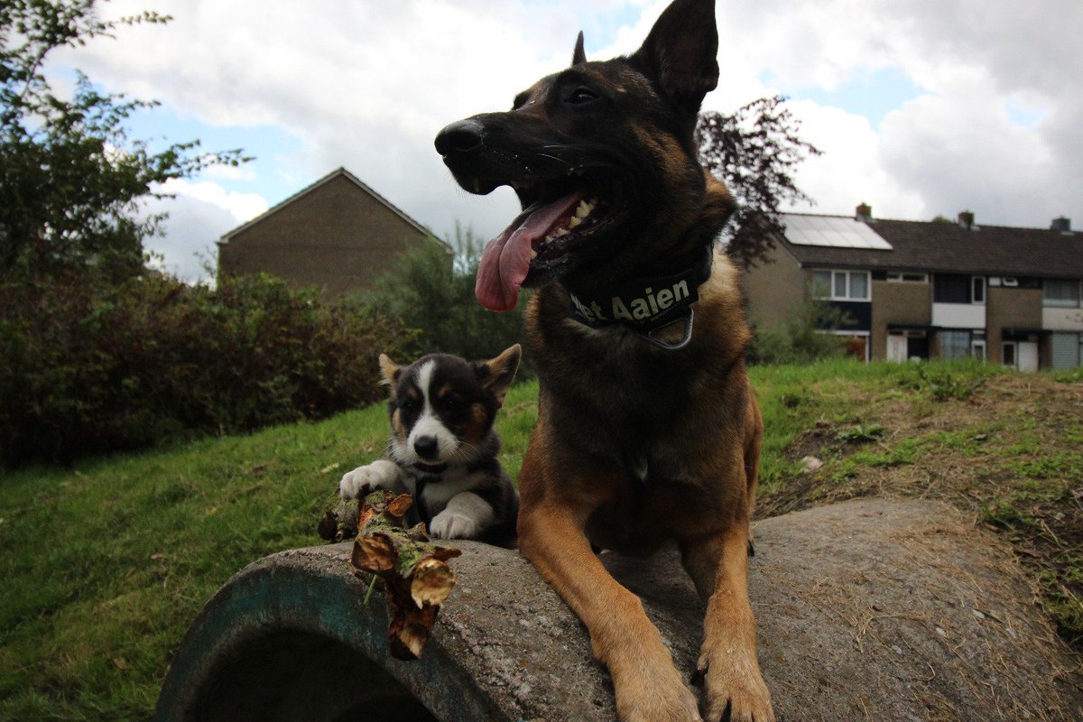 KingKongor tweet media