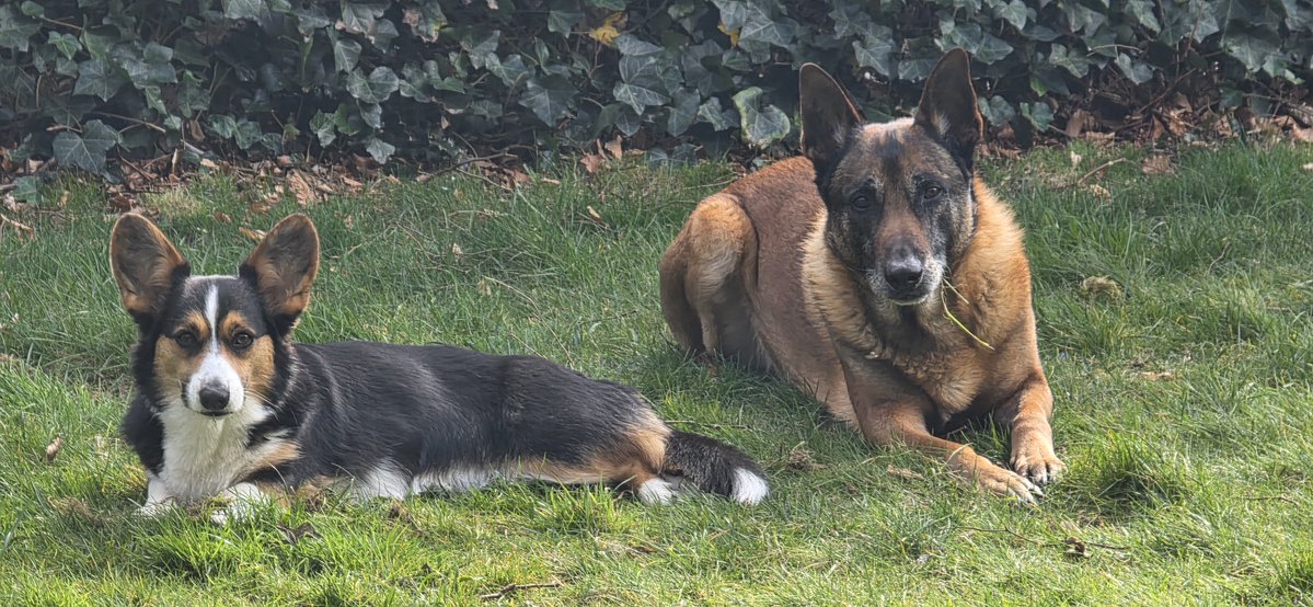 KingKongor tweet media