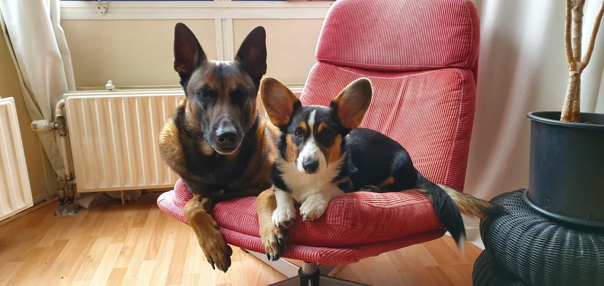 KingKongor tweet media