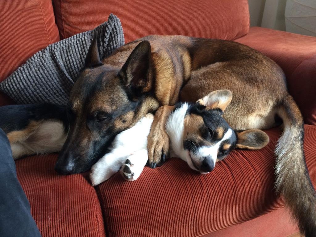 KingKongor tweet media