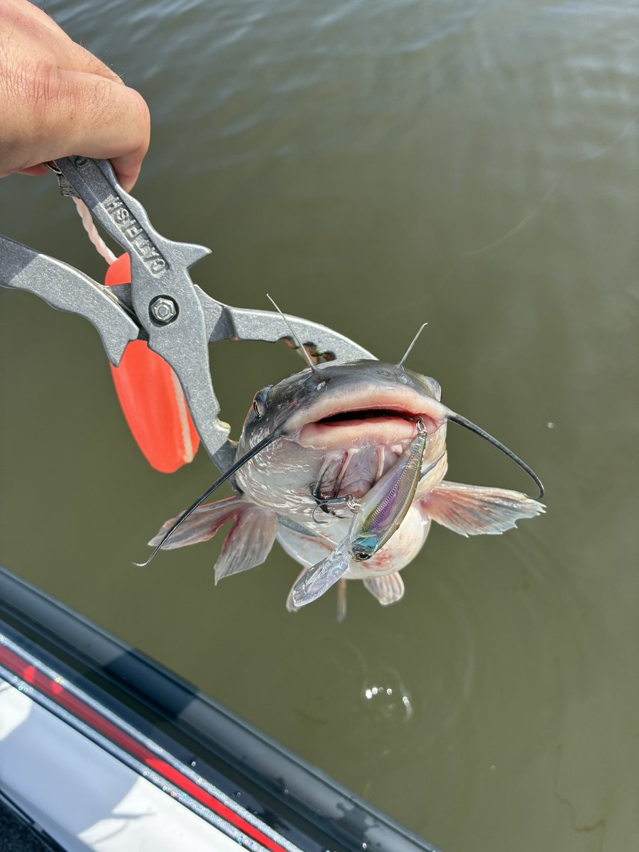 wbsNabeaki's tweet photo. ブラックマッカ66M+
フロロ12lbとの相性がいいね!
個人的にはセンコーノーシンカーや3.5gスタッガーマキマキがベストかなー
ちなみに今日はシャッドを投げてみたけど、キャストが楽しくなる竿です
まぁキャットフィッシュしか釣れなかったけどね…笑
PR #hideup #blackmacca #exthread https://t.co/4Zn0knskax