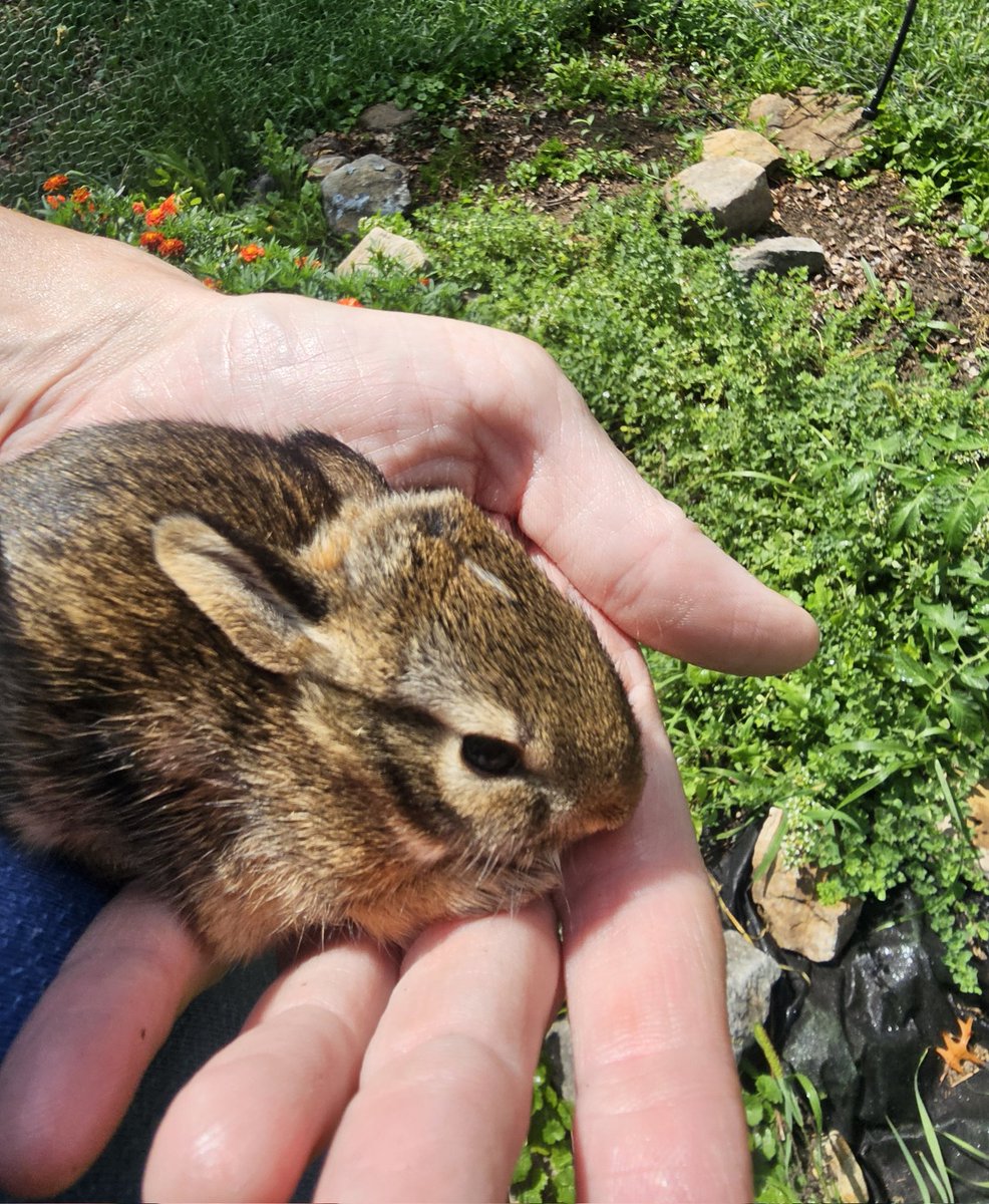 The Kecksburg Alien 🇺🇸🍀🚀🌲 tweet media