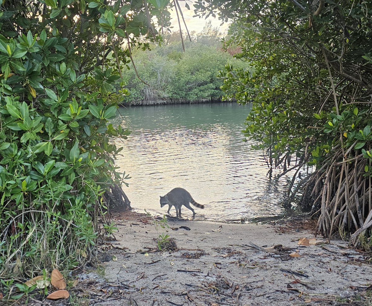 The Kecksburg Alien 🇺🇸🍀🚀🌲 tweet media