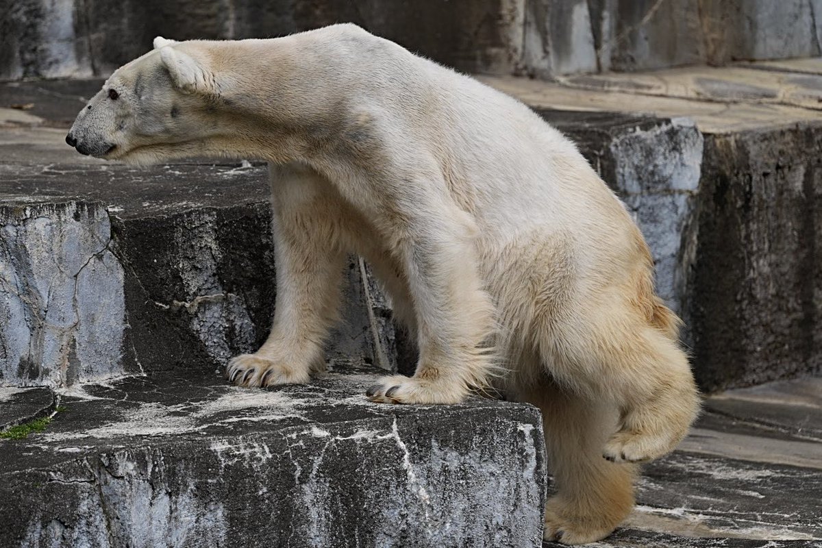 しろねこ tweet media