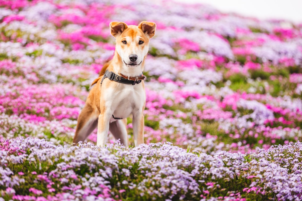 杏鈴｜あなべる tweet media