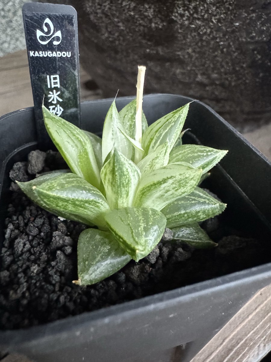 はとむねアクア tweet media