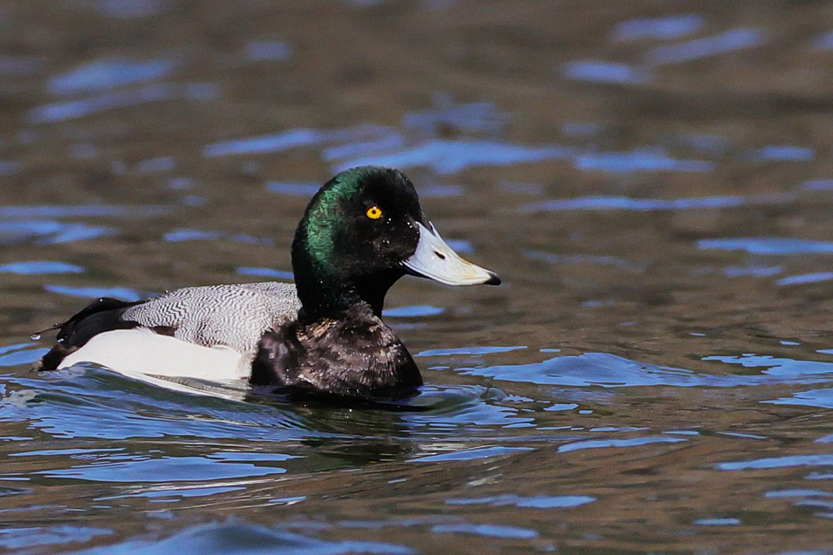 にっし〜〜 tweet media