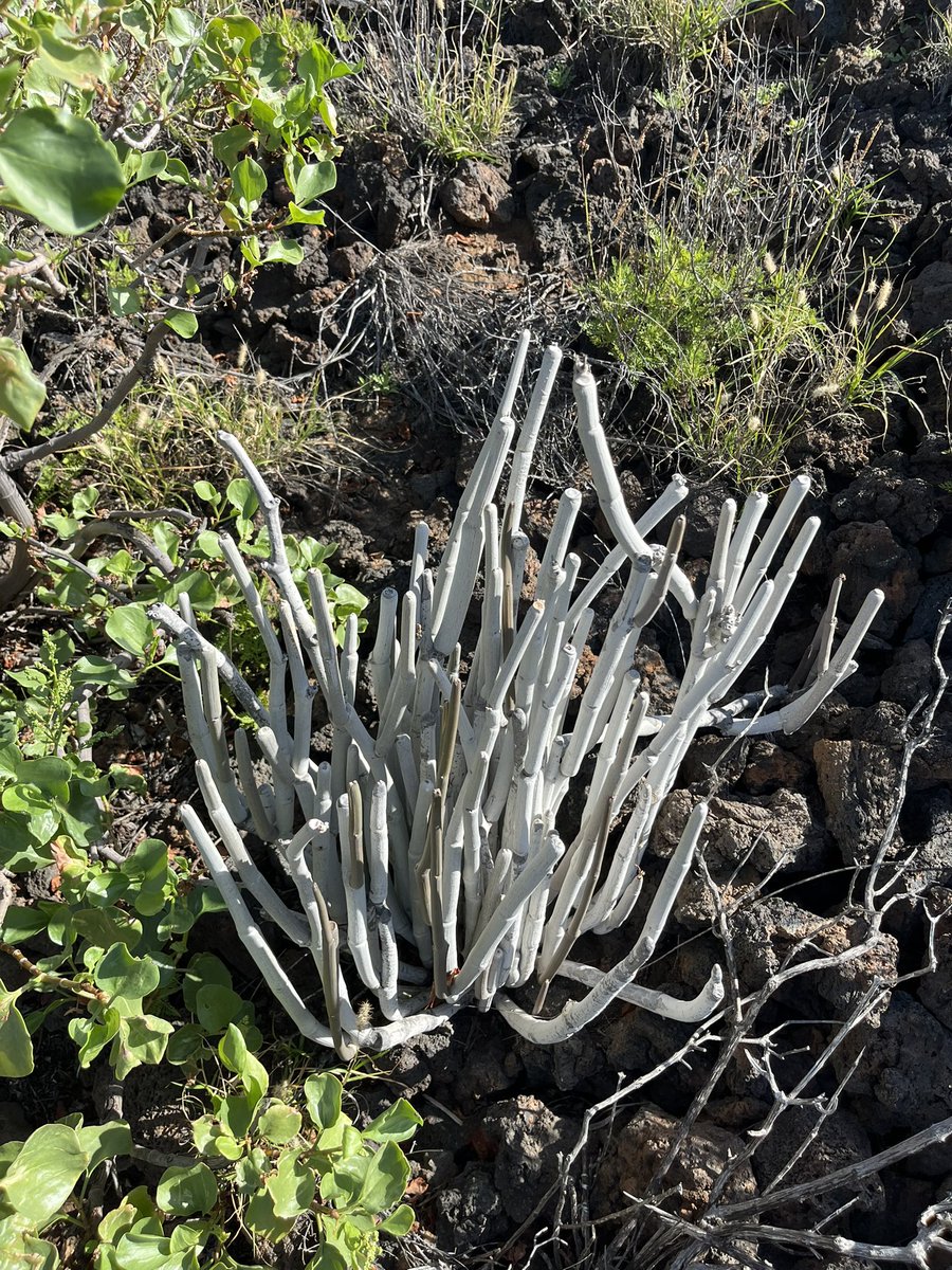 andyhalltv's tweet photo. Malpais de Güimar hike https://t.co/RVw0nUSLs4