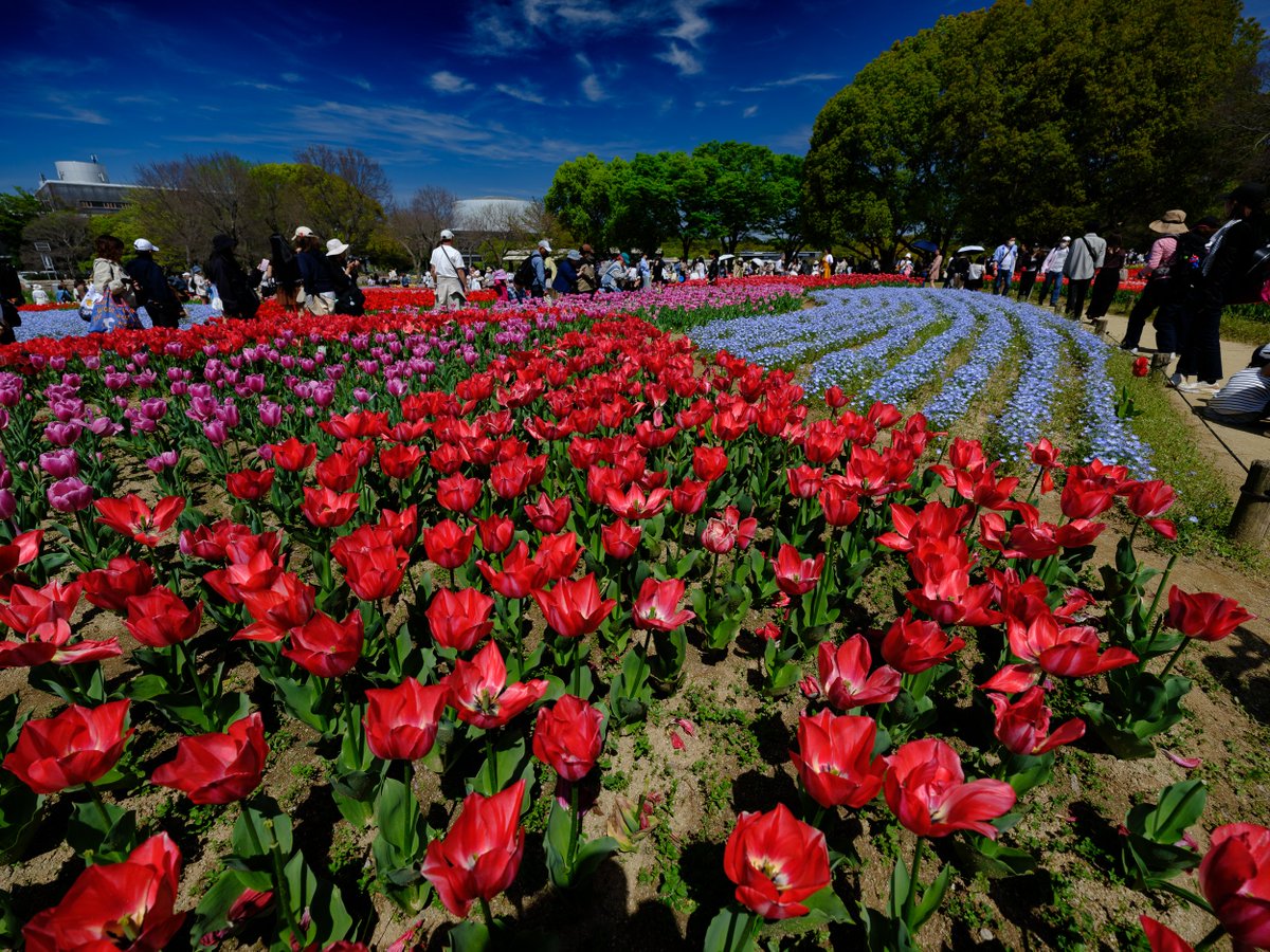 KNII2010's tweet image. #万博公園　#大阪　#osaka #japan　
万博公園はチューリップ、ネモフィラが満開で最高です。平日に行けばガラガラで思い切り楽しめます。