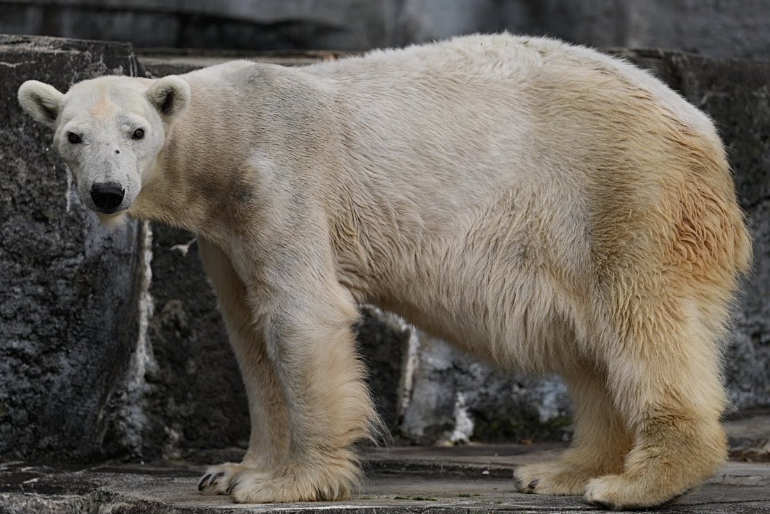 しろねこ tweet media