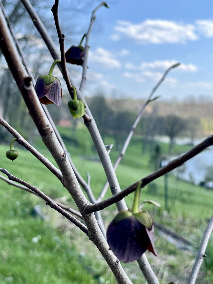 SassyBluegrassy tweet media