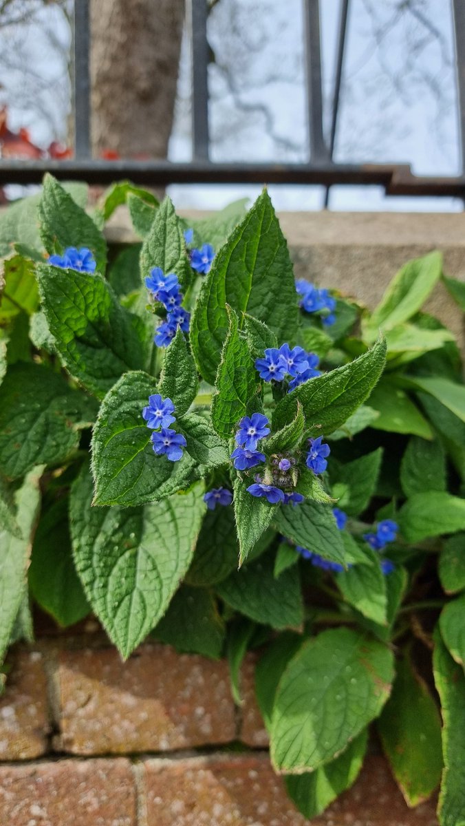 thereaderrunt's tweet photo. They may be effectively weeds, but they're still quite pretty https://t.co/UiPtcC0DJg