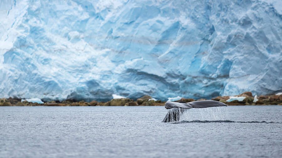 joancarroll's tweet image. Whale Tail in Antarctic Waters! buff.ly/MgR2VvT #antarctica #whale #humpback #fluking #ocean #whalewatching #buyart #wallart #artforsale #artstore #travel #travelphotography #wallartforsale #giftideas @joancarroll