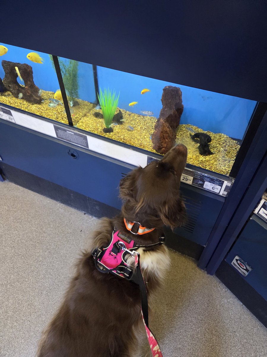 Annie Oakley 🐶🐾🐶🐾 tweet media