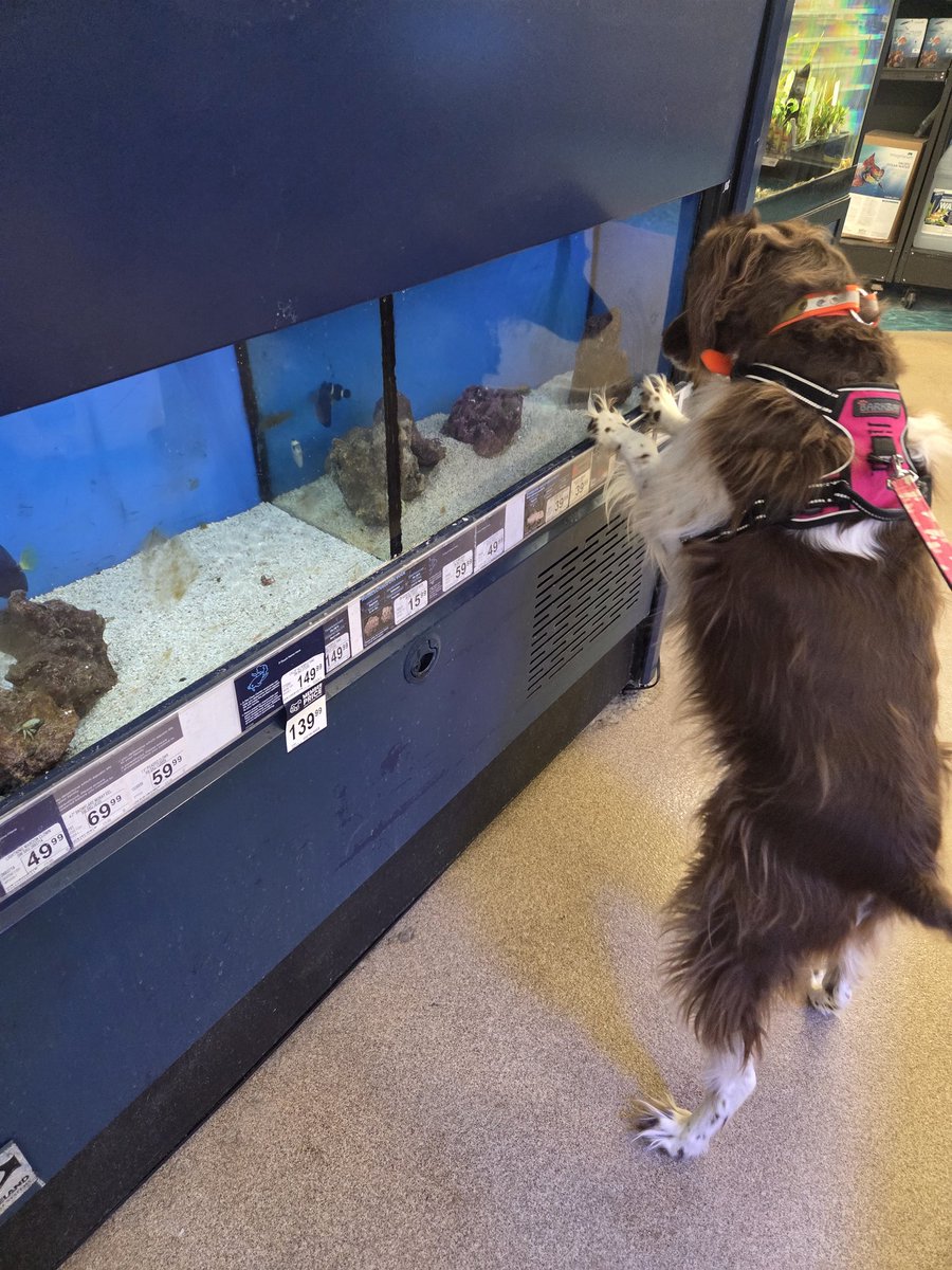 Annie Oakley 🐶🐾🐶🐾 tweet media