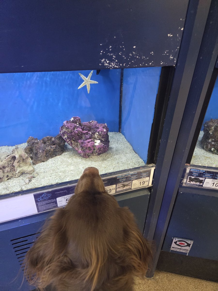 Annie Oakley 🐶🐾🐶🐾 tweet media