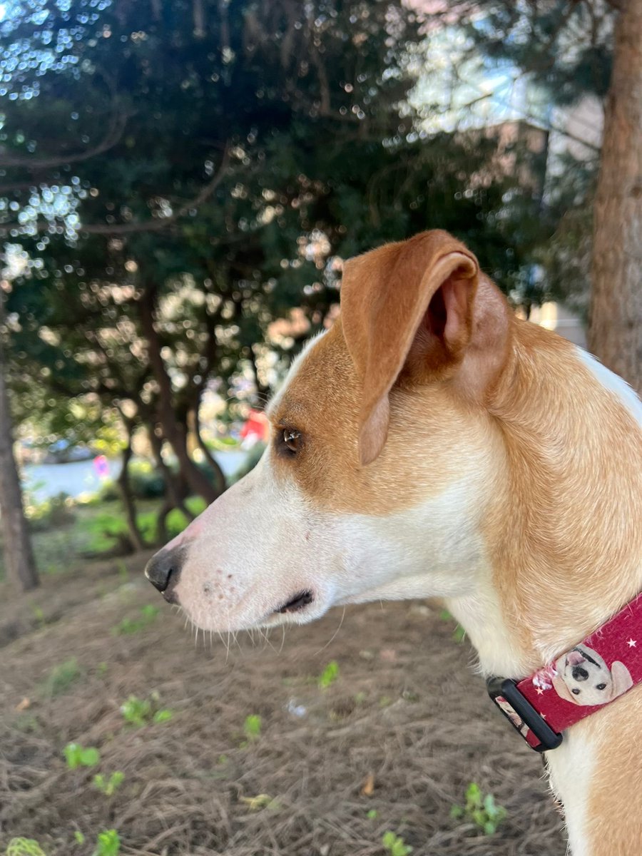 animallover tweet media