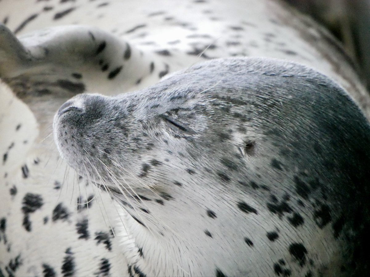 MMee_1123's tweet image. イケアザが過ぎる俺ちゃん

#しながわ水族館
#アザラシ #seal
#しぶき

2026.04.12