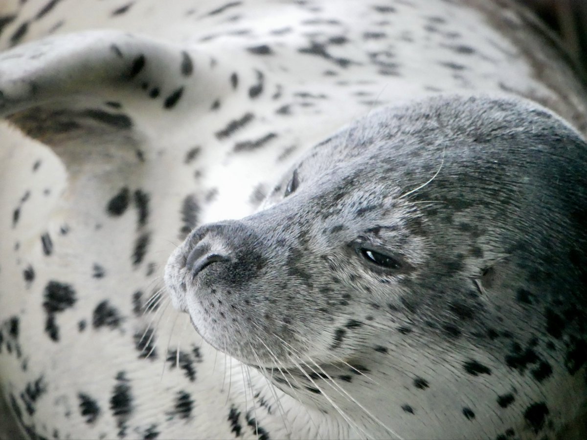 MMee_1123's tweet image. イケアザが過ぎる俺ちゃん

#しながわ水族館
#アザラシ #seal
#しぶき

2026.04.12