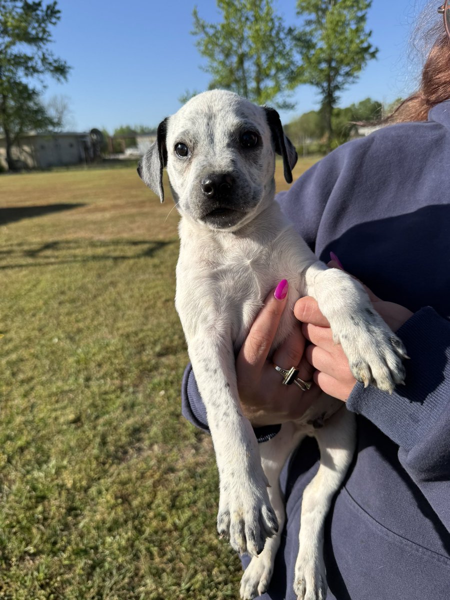 Lola Patolla tweet media