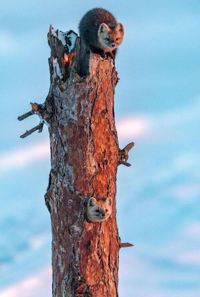 Carcajou Ghibelline tweet media