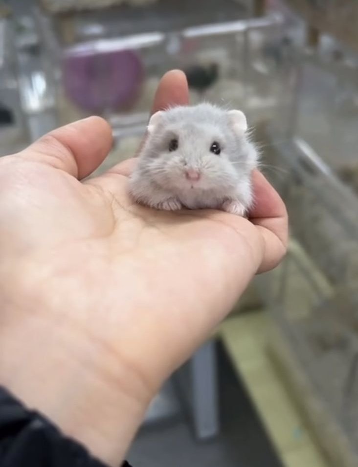 hamster tweet media