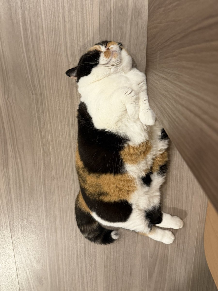 おあげ🍘 tweet media