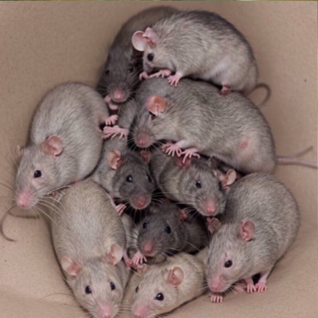 Nothin2Fancy17 tweet media