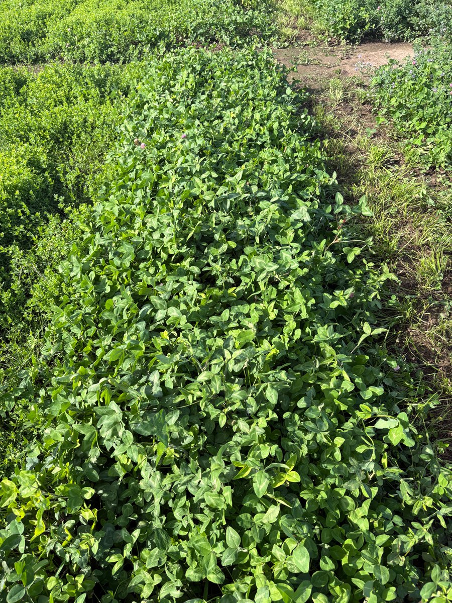 Pasture Genetics tweet media