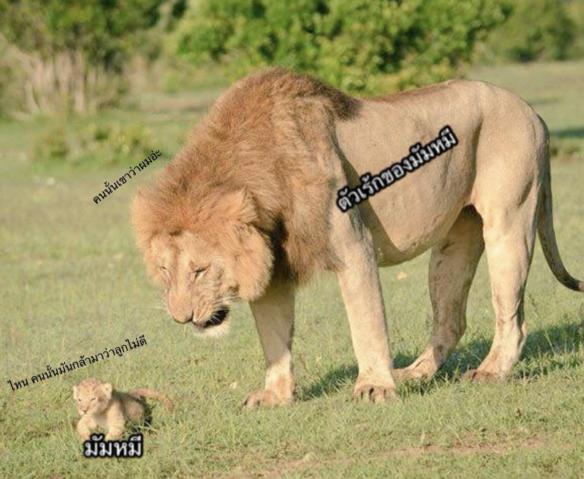 ˚SIRII 𐙚 tweet media