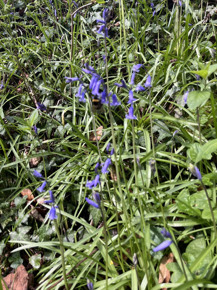 ionarees's tweet image. Can you see the #Bee 🐝 in the #bluebells 💜