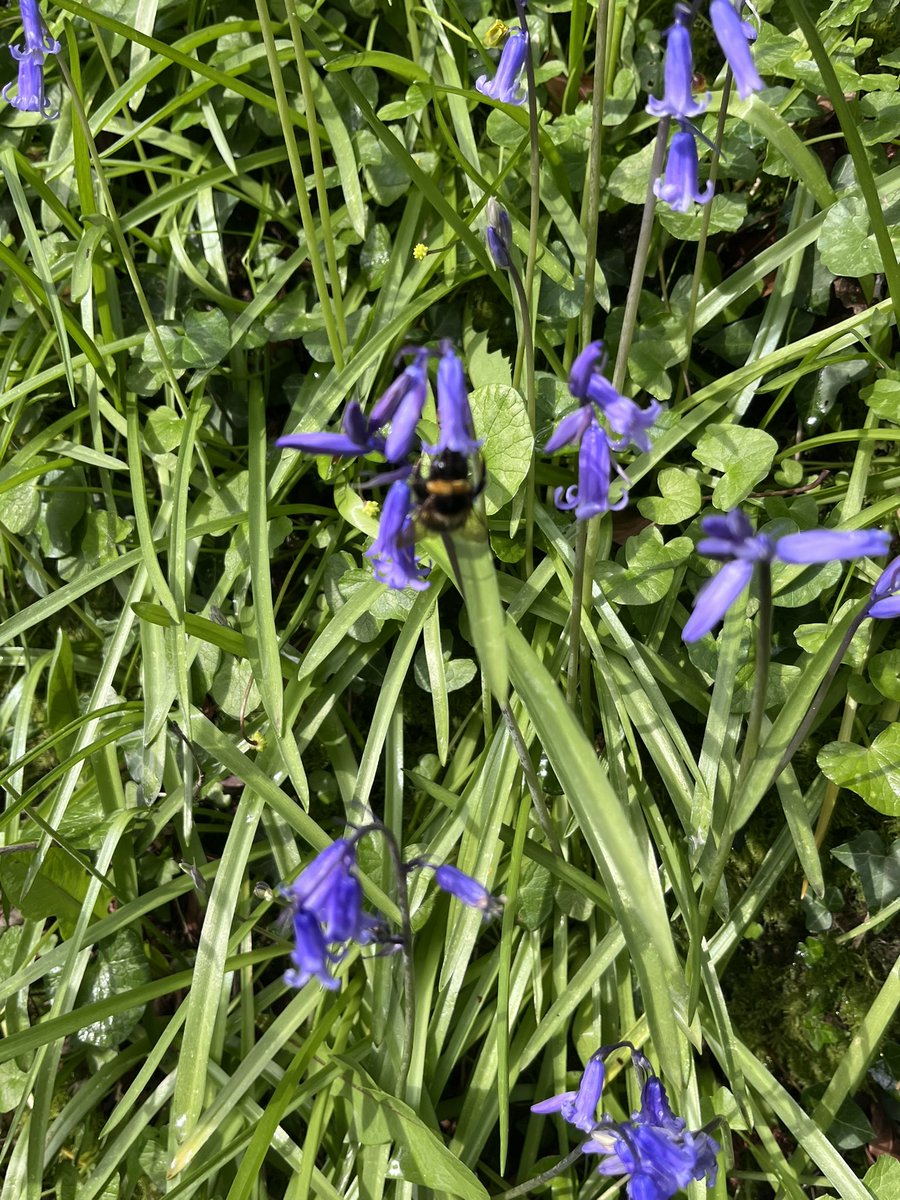 ionarees's tweet image. Can you see the #Bee 🐝 in the #bluebells 💜