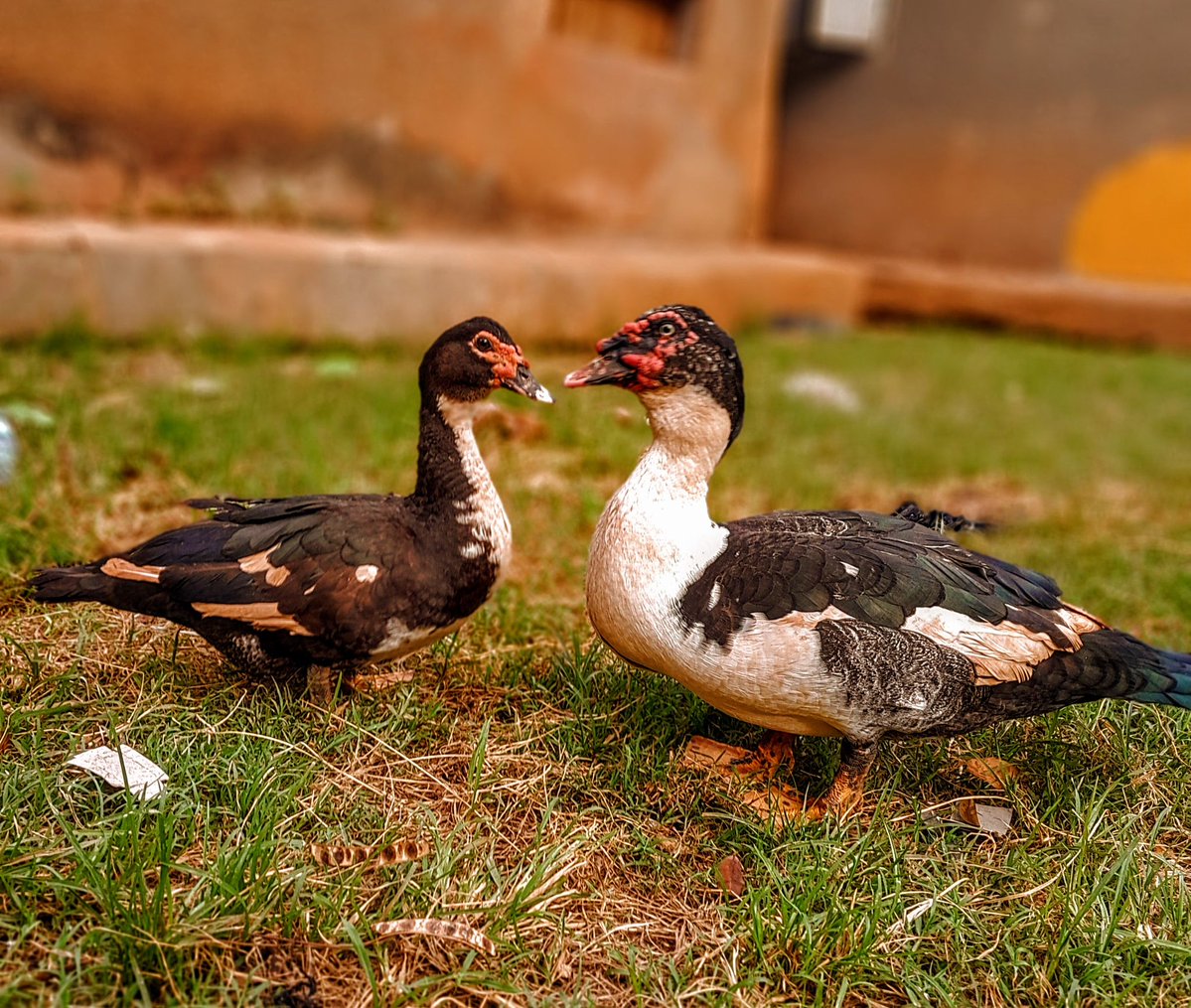 O G O L A tweet media