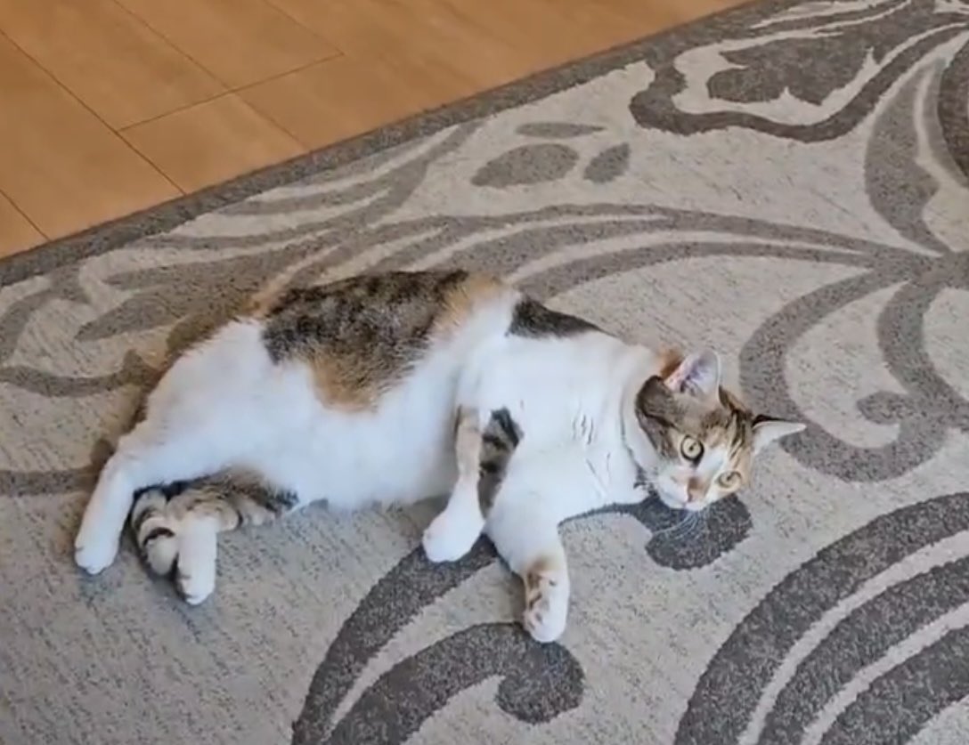 🍀okiraku😗あせらず ゆったり お気楽に✨✨ tweet media