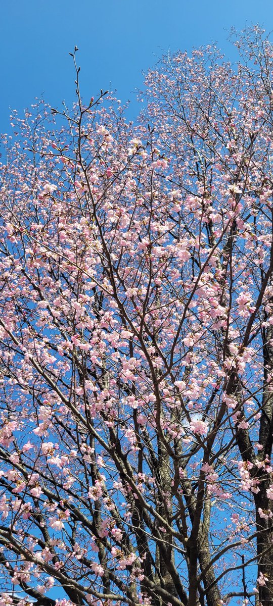 gumialien's tweet photo. そういえば今日は桜を偵察に行ったのでした。日向ダムは桜はほぼ満開、枝垂れ桜はまだ、八重桜はまだまだ。
春だね～ https://t.co/pCdCHgSndX