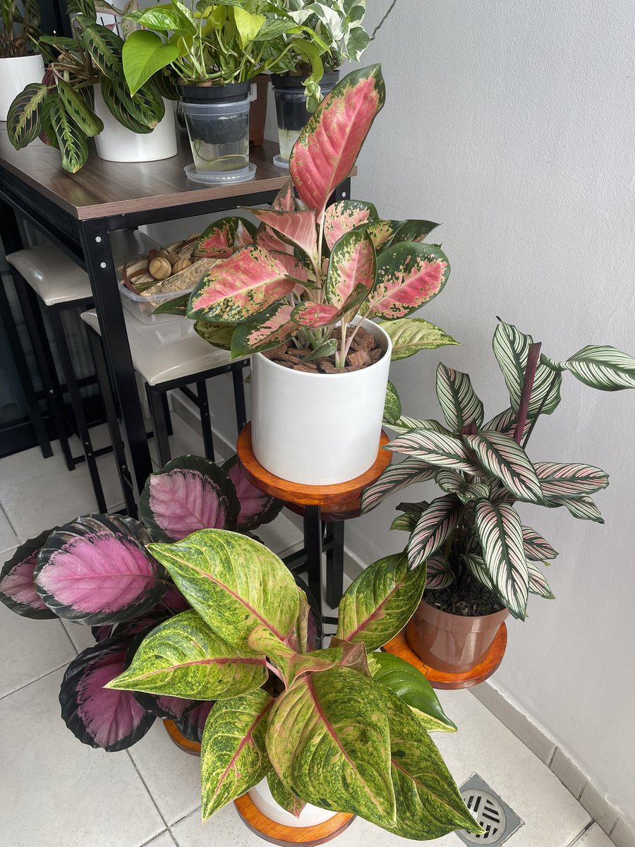 rigel 𓏲ּ𝄢 tweet media