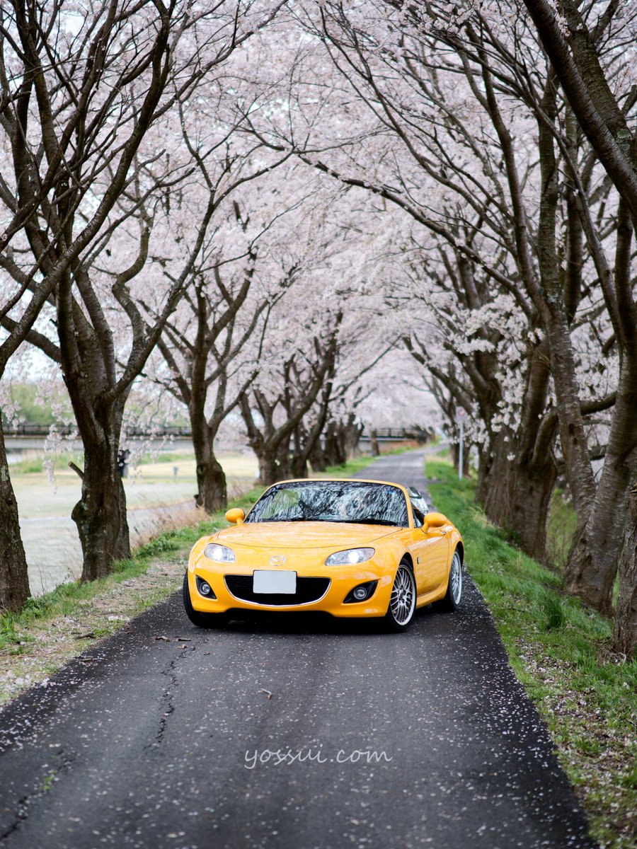 車と猫好き夫婦 tweet media