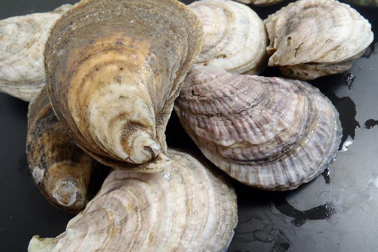 klute1971's tweet photo. this is my oyster... and that's your oyster https://t.co/UjR3gFJMWT