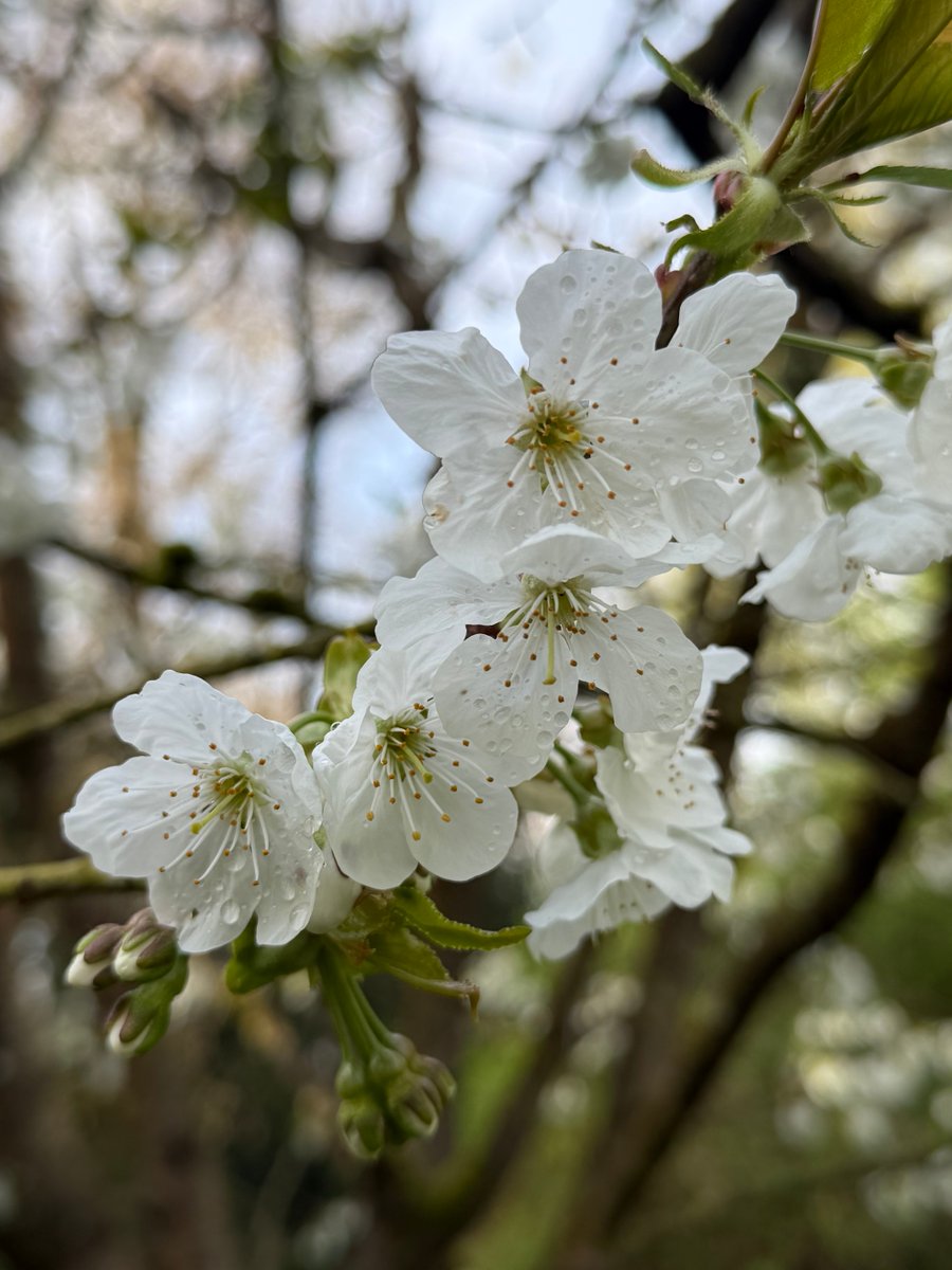 Louise_Venter's tweet image. Cherry blossom in the orchard… 🤍🤍🤍 #orchard #cherry #fruit #tree #blossom