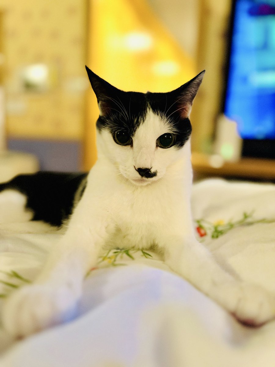 太田光代 tweet media