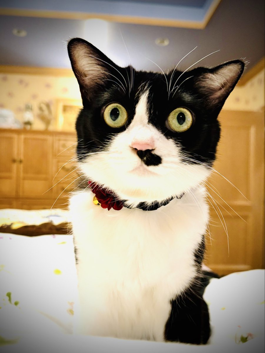 太田光代 tweet media