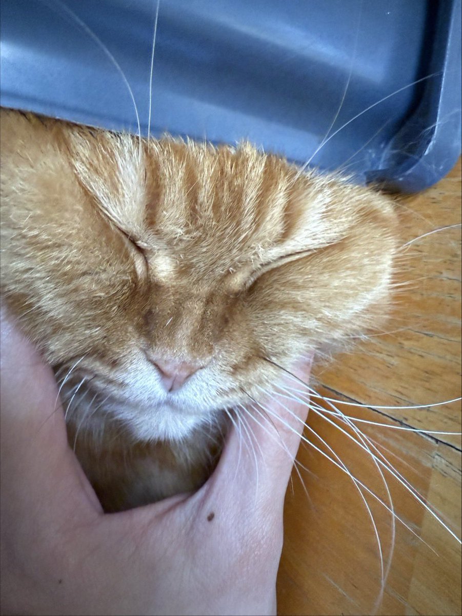 Apple Lapisara tweet media