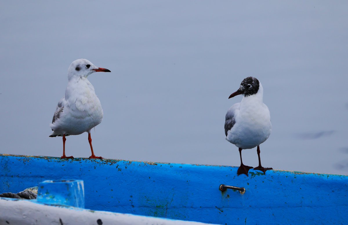 にっし〜〜 tweet media