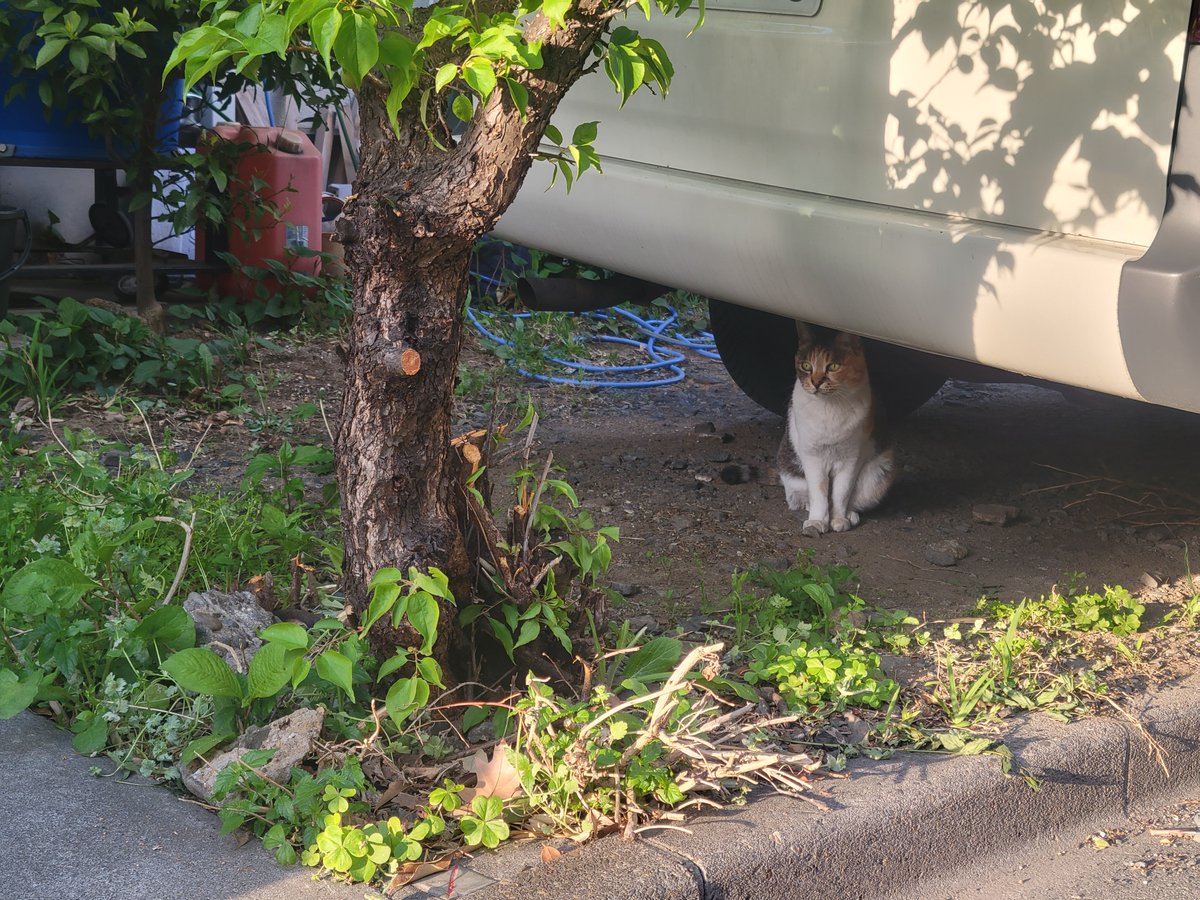 おうぎ tweet media