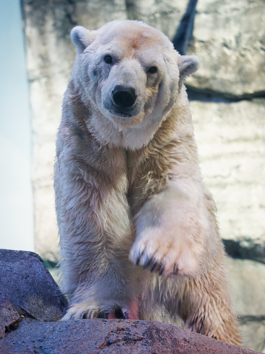 今日のユキ丸さん

📷2026/04/12
#ホッキョクグマ #ユキ丸
#八景島シーパラダイス